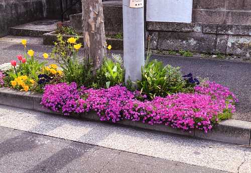春のメイン通り